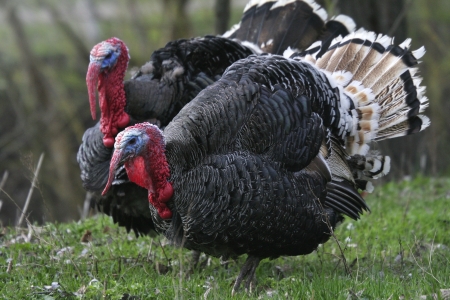 a pair of wild turkeys on the edge of the forest.の写真素材