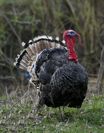 wild turkey on the edge of the forest.の写真素材