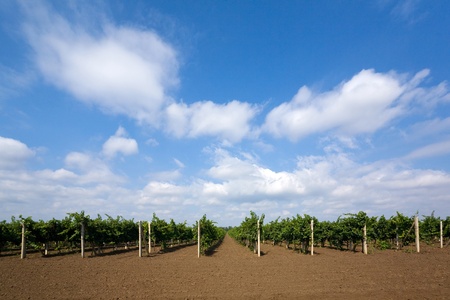 Rows of green vines in a vineyard in rural の写真素材