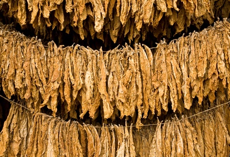 The classic method of drying tobacco in the barnの写真素材