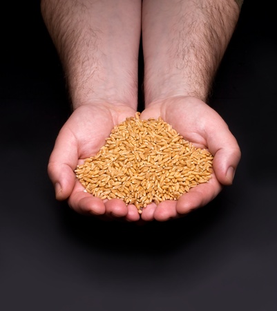 handful of crops of grain in their handsの写真素材