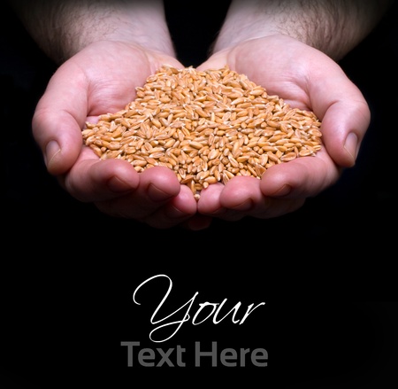 grain in hand on the dark backgroundの写真素材
