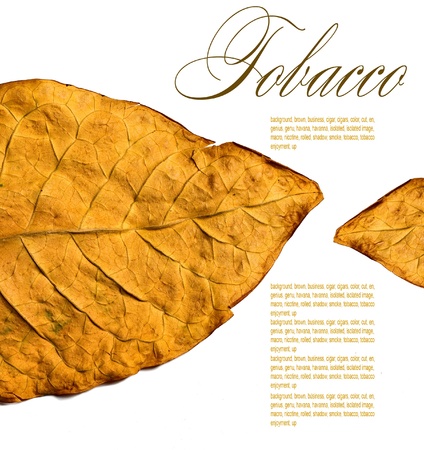 isolated tobacco leaves on a white backgroundの写真素材
