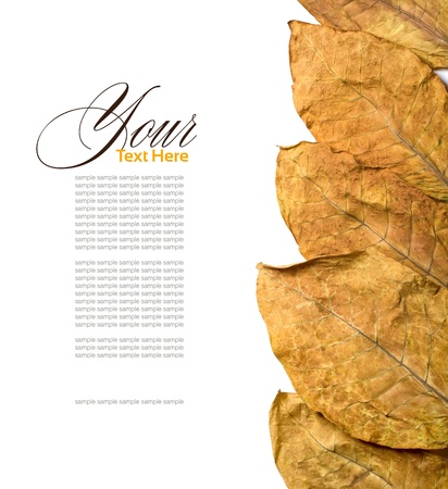 dry leafs tobacco closeupの写真素材