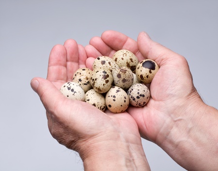 Quail eggs in their hands,gray backgroundの写真素材