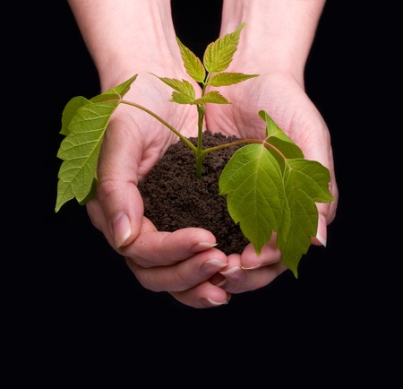 Hands holdings a little green plant on black backgroundの写真素材