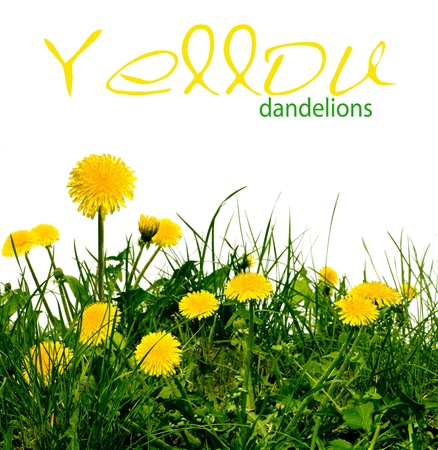 dandelions in the meadow on the white backgroundの写真素材
