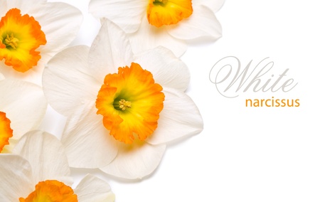 White narcissus head Daffodil の写真素材