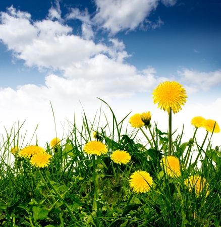 dandelions in the meadow under blue skyの写真素材