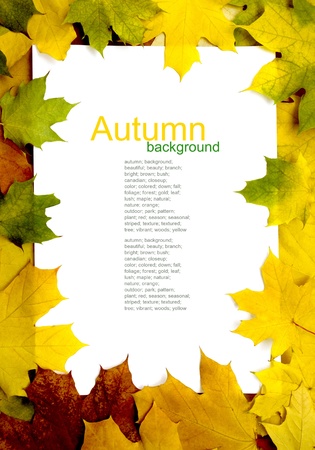 autumn yellow leaf frame patternの写真素材