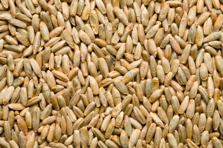 rye background view from the topの写真素材