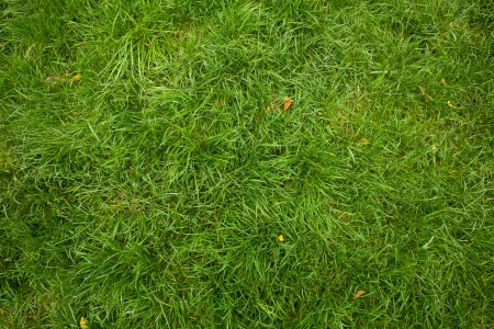 untrimmed green lawn background
