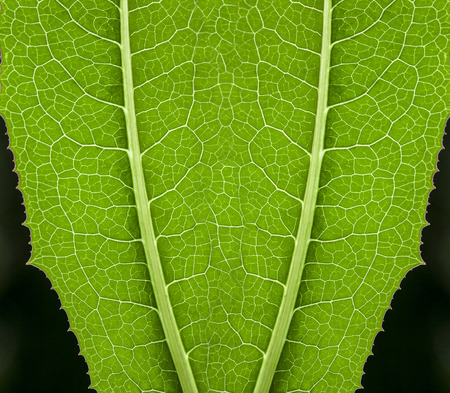 Texture of a green leaf as background