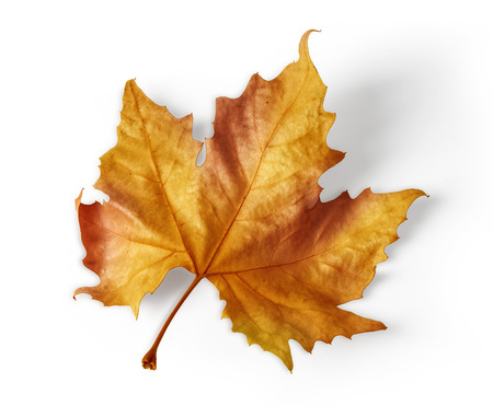 colorful autumn maple leaf isolated on white background with clipping path