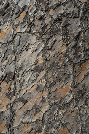 Wooden texture.  pine tree, close-up view.