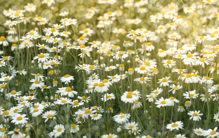 Wild chamomile flowers on a field on a sunny day. shallow depth of fieldの写真素材