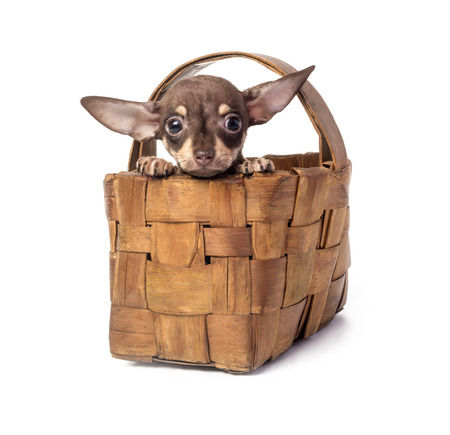 Puppy toy Terrier looking at camera. isolated on white backgroundの写真素材