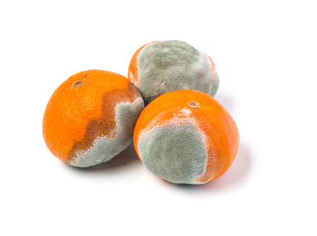 moldy mandarine on a white background isolatedの写真素材