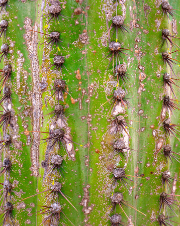 old cactus background for your design