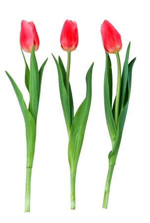 red tulip isolated on white backgroundの写真素材