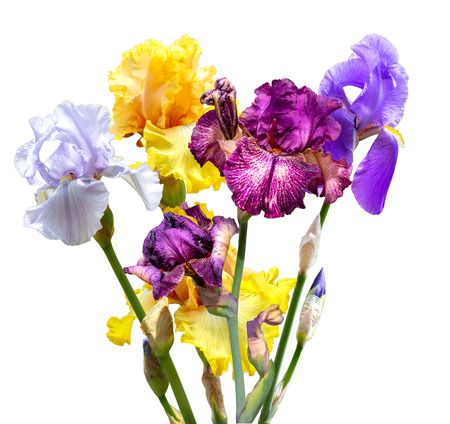 Large flowers irises isolated on white backgroundの写真素材