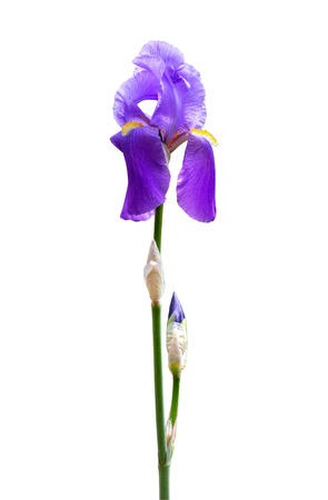 Large flowers iris on white background with clipping pathの写真素材