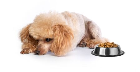 Sad toy poodle puppy lying on white bannerの写真素材