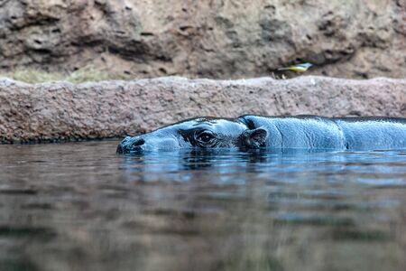 Muzzle in the water. pygmy hippo (Pygmy hippopotamus) is a cute little hippo.