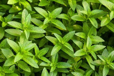 Green Mint leaves background.