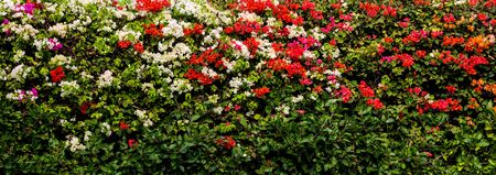 flowering bush in a park in Madeira, Portugalの写真素材