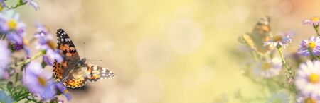 light panoramic spring background with flower and butterflyの写真素材