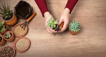 Woman's hands transplanting plant a into a new pot. Home gardening relocating house plantの写真素材
