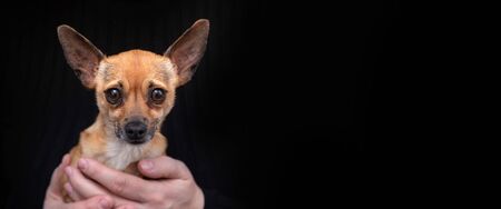 small dog in the arms on black with copy spaceの写真素材