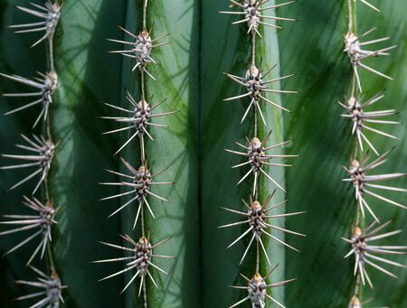 Closeup of spines on cactus, background cactus with spines