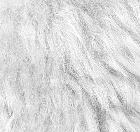 White soft wool texture background, cotton wool, light natural sheep wool, close-up texture of white...