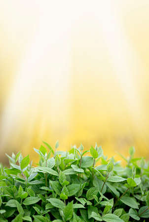 sprouts of fresh new greenery on a golden background with copy spaceの写真素材