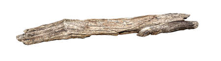 Dry tree twig isolated on white background. pieces of broken wood plankの写真素材
