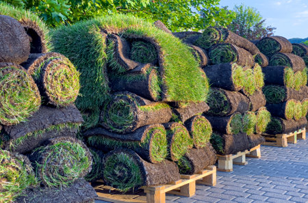 stacks of sod rolls for landscaping. Lawn grass in rolls on pallets on street.の写真素材