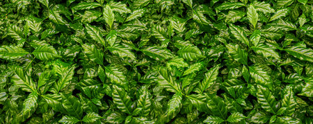 natural background of green forest, rainforest leaves, concept of ecology and freedom of travelの写真素材