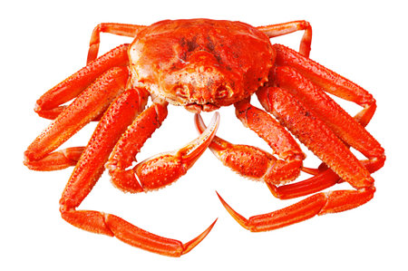 Red Alaskan King Crab, Isolated on white background with clipping pathの写真素材