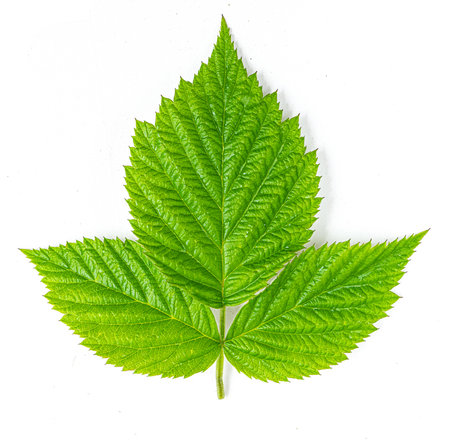 Raspberry leaf with three leaflets lying on white background, showing its vibrant green color and...