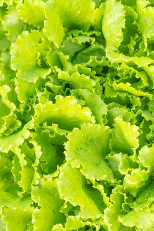 Close-up of vibrant green lettuce leaves thriving in a garden bed, showing the beauty of organic farming and healthy eatingの写真素材