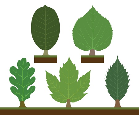Walnut, linden, oak, maple and chestnutのイラスト素材