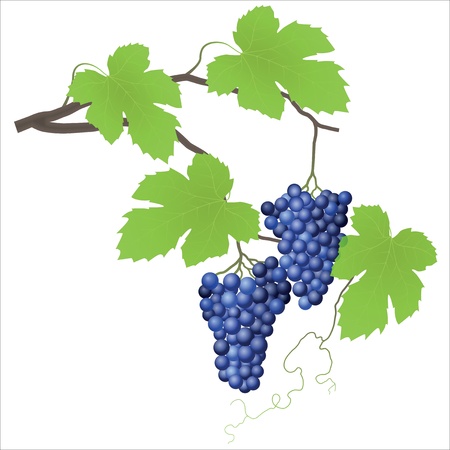 Grape vineのイラスト素材
