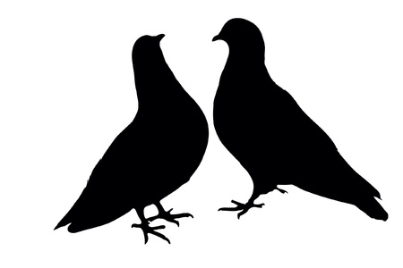 Pigeonsのイラスト素材