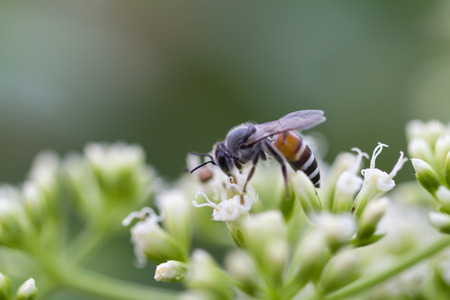 Honey worker bee closeup on white flowers with upper copy space