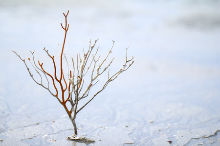 Coral on the beach seen in low tideの写真素材