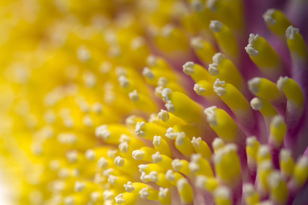 Macro shot of colourful flower pollen of cannonball tree, Couroupita guianensis, as an abstract backgroundの写真素材