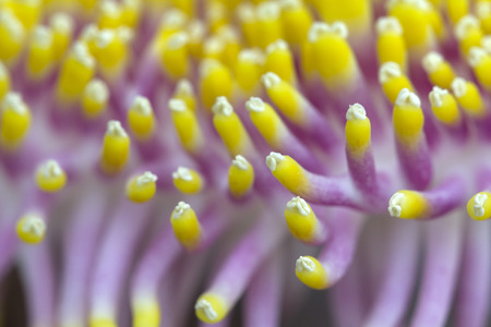 Macro shot of colourful flower pollen of cannonball tree, Couroupita Guianensis.の写真素材