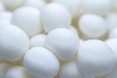 White Bunapi-shimeji mushrooms, Hypsizygus tessellatus, a kind of gilled mushroom also called Beech Mushroom closed up in shallow depth-of-field in hight-key tone. A cute and tiny natural background. の写真素材